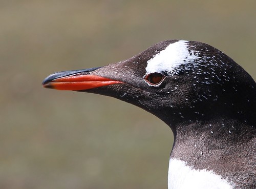Gentoo Penguin (49) by dogtilly52