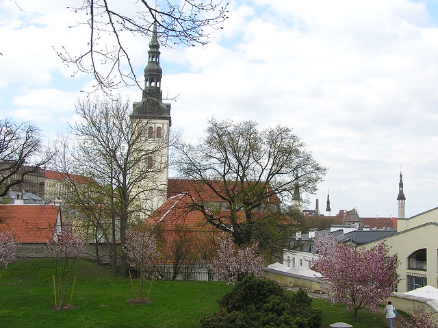 Cherry trees in Tallinn