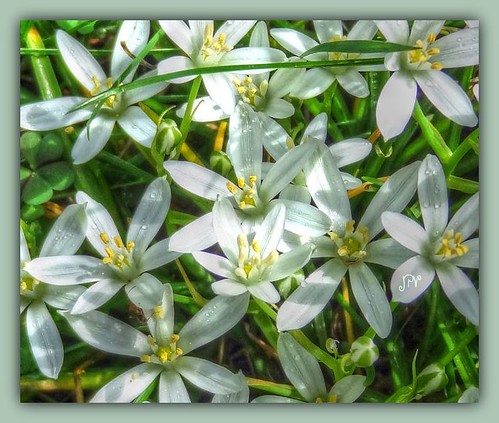 White Star Flowers~