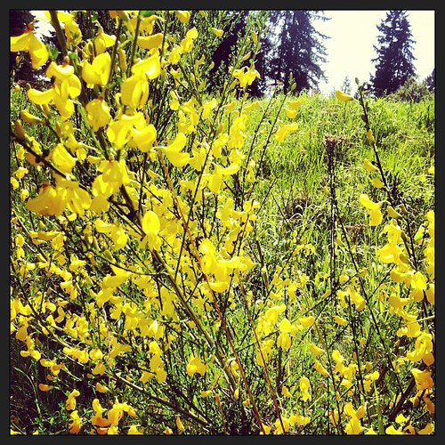 Feeling yellow #yellow #blossoms #flowers