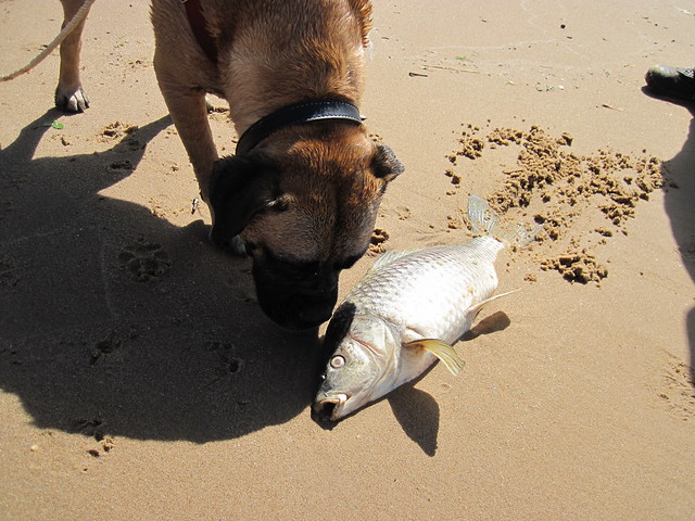 A very large dead carp is found. Greta sniffing a large silver carp washed up on shore