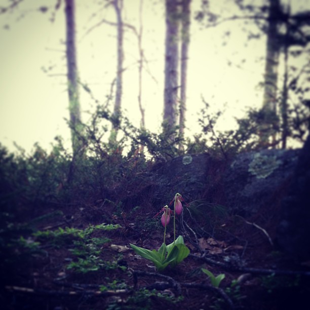 Lady slippers, hiding in nooks among the boulders left by glaciers. #maine #sheepscotpond #wildlifehabitat #farm