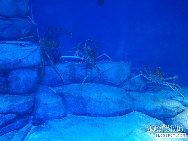 sea aquarium marine life park resort world sentosa singapore (39)