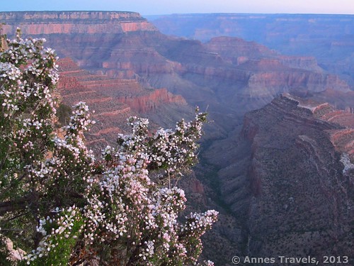 Before sunrise; flowers along the Grandview Trail, Grand Canyon National Park, Arizona