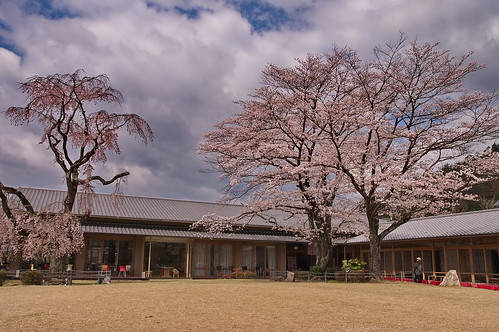 【写真】桜 : 宇多野ユースホステル