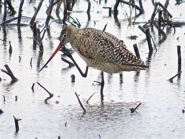Marbled Godwit in McLean County, IL 11