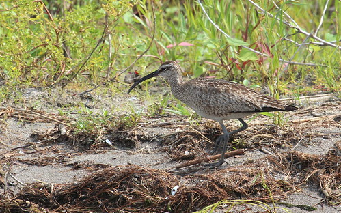Whimbrel by ricmcarthur
