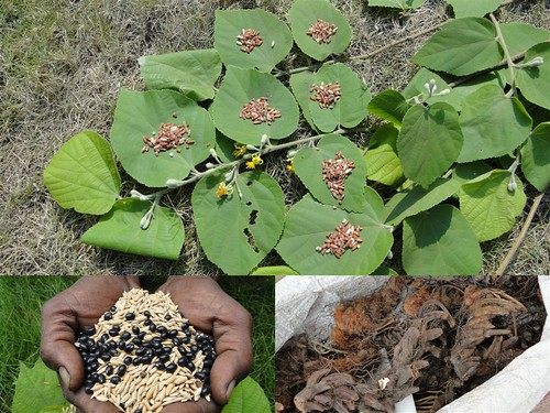 Medicinal Rice Formulations for Diabetes and Cancer Complications, Heart and Kidney Diseases (TH Group-98) from Pankaj Oudhia’s Medicinal Plant Database by Pankaj Oudhia