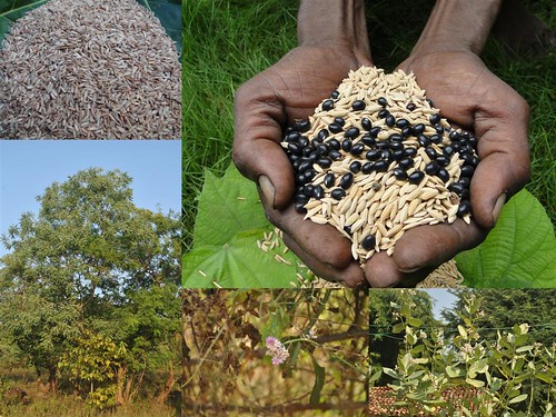 Promising Medicinal Rice Formulations for Pancreas Revitalization and Cancer and Diabetes Complications (TH Group-125) from Pankaj Oudhia’s Medicinal Plant Database by Pankaj Oudhia