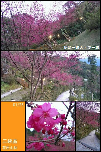 2014/1/25天氣晴，午後的櫻花步道近八成的花況，讓人忍不住一直按快門…