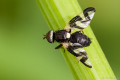Diptera: Brachycera: Tephritidae