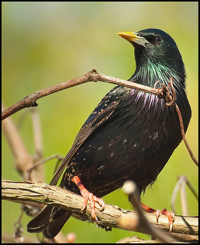 A Starling Portrait   by Andy Short's Nature Photography.