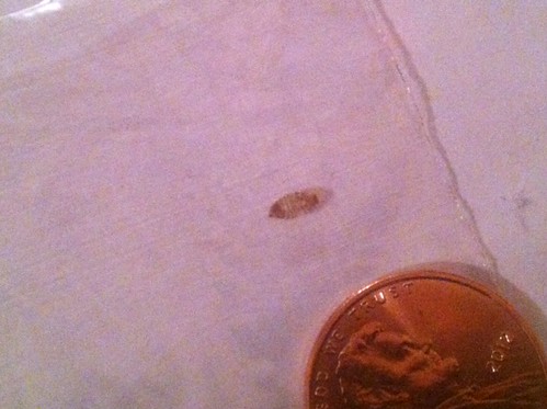 This is not a bedbug. (What is it?) Â« Got Bed Bugs? Bedbugger Forums