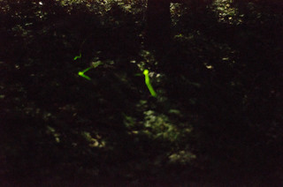 Blue Ghost Fireflies-007