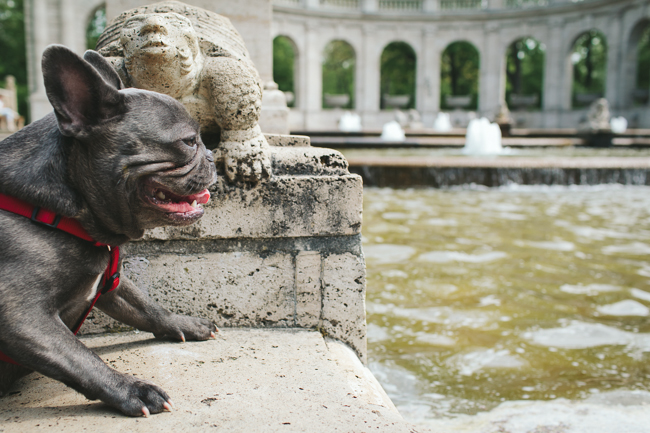 Volkspark Friedrichshain Fairy Tale Fountain French Bulldog close up