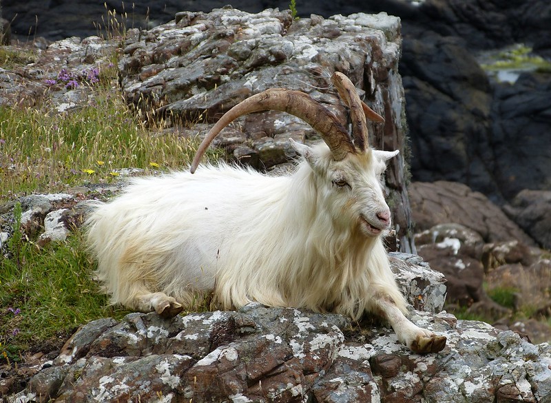 P1050714 - Wild Goat, Isle of Mull