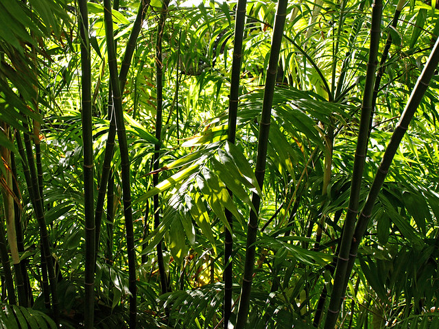 Bamboo, Botanical Gardens, Puerto de la Cruz, Tenerife