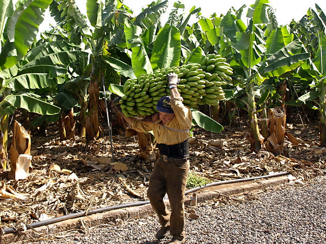 Banana workers, Tenerife