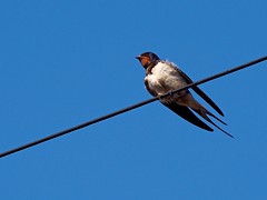 Swallows and Housemartins