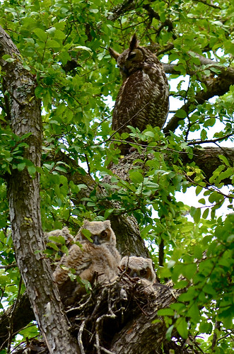 Mom Watching Over All Three Owlets (explored)