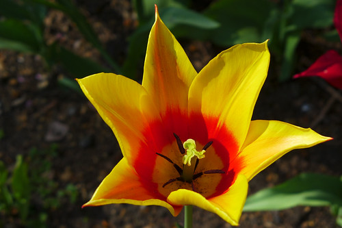 128/365: Blowsy Tulip by doglington