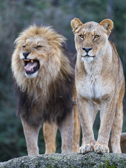 Lion and lioness II