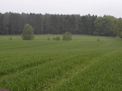 Wald 2013