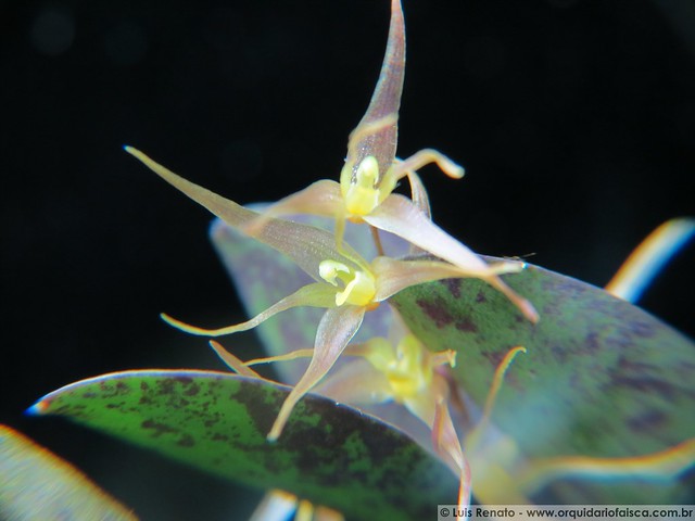 1220 - Specklinia heterophylla