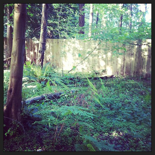 Loving the forest area of our backyard today. #yard #trees #forest #ferns