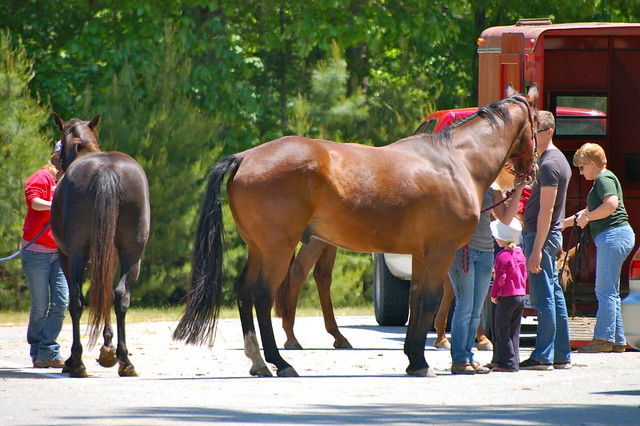 Riders unload their horses for a day of rising at Lake Anna State Park