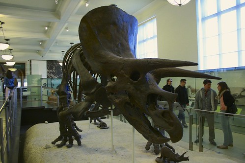 5.15 - Triceratops