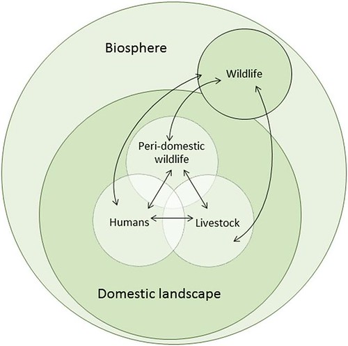Pathogen flow at the wildlife–livestock–human interface