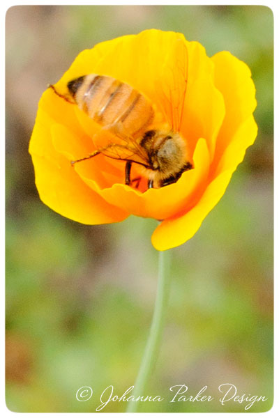 Honey-Bee-in-Poppy