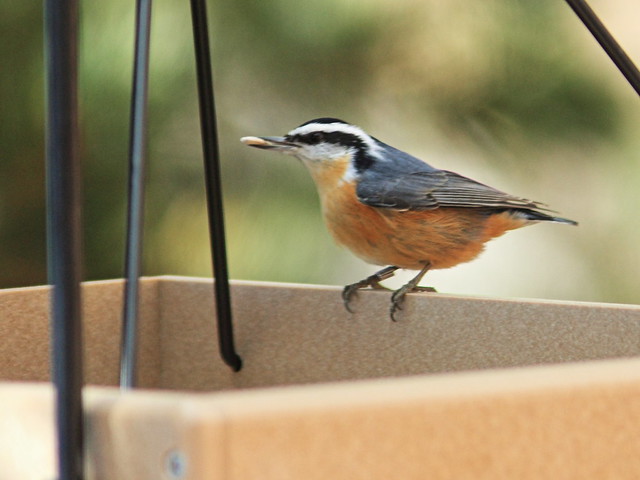 Red-breasted Nuthatch 3-20131104