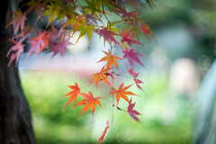 紅葉 - autumn leaves
