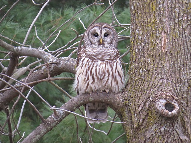 Barred Owl #2 at Evergreen Lake in McLean County