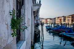 Glimpses of Venice