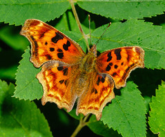 Butterflies & Moths (Lepidoptera) of Alberta