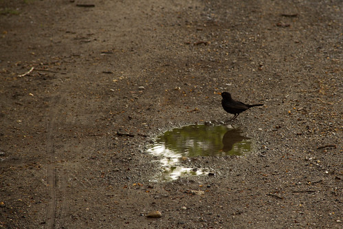 blackbird in the water - April