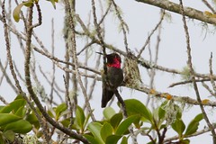 Anna's Hummingbird, Sonoma County, California