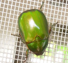 Anomala Scarab Beetle (x3)