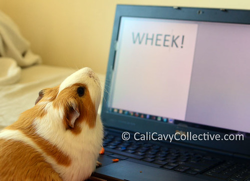 guinea pig link roundup Peaches on laptop