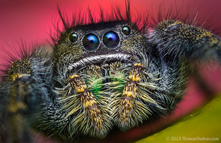 Phidippus johnsoni - Adult Female Jumping Spider - Oregon