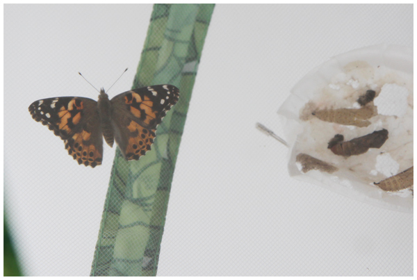 Butterfly Observation: Painted Lady