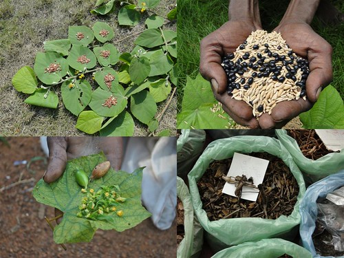 Indigenous Medicinal Rice Formulations for Diabetes and Cancer Complications, Heart and Kidney Diseases (TH Group-104) from Pankaj Oudhia’s Medicinal Plant Database by Pankaj Oudhia
