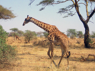 Giraffe (Serengeti)