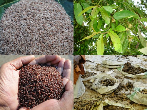Validated Medicinal Rice Formulations for Diabetes (Madhumeha) and Cancer Complications and Revitalization of Pancreas (TH Group-144) from Pankaj Oudhia’s Medicinal Plant Database by Pankaj Oudhia