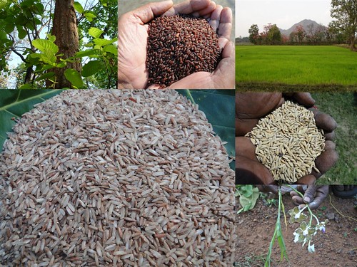 Validated and Potential
Medicinal Rice Formulations for Diabetes mellitus Type 2 and Leukemia Complications
(TH Group-204) from Pankaj Oudhia’s Medicinal Plant
Database