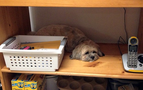 Scout makes herself at home on the kitchen shelf.