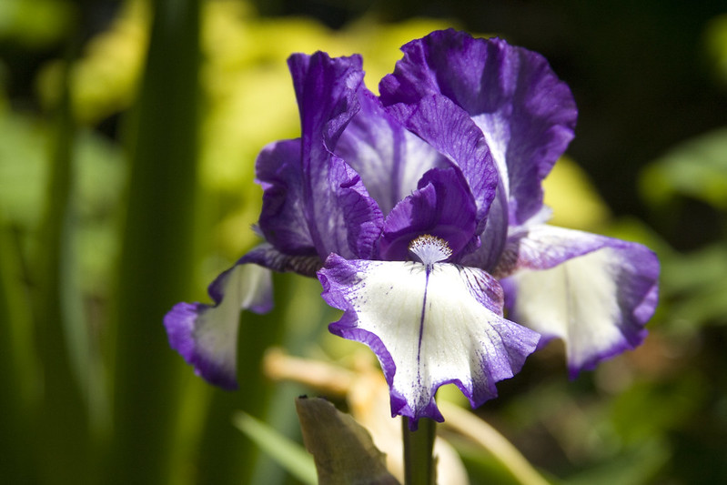 Purple and White Iris